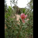 Eremophila maculata